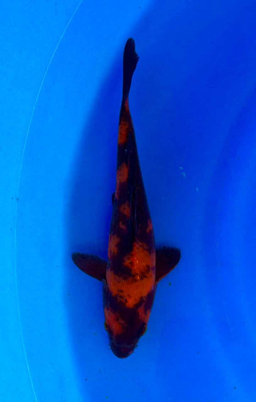 This 22cm Hi Utsuri from Shinoda Koi farm has a stunning beni and sumi pattern.