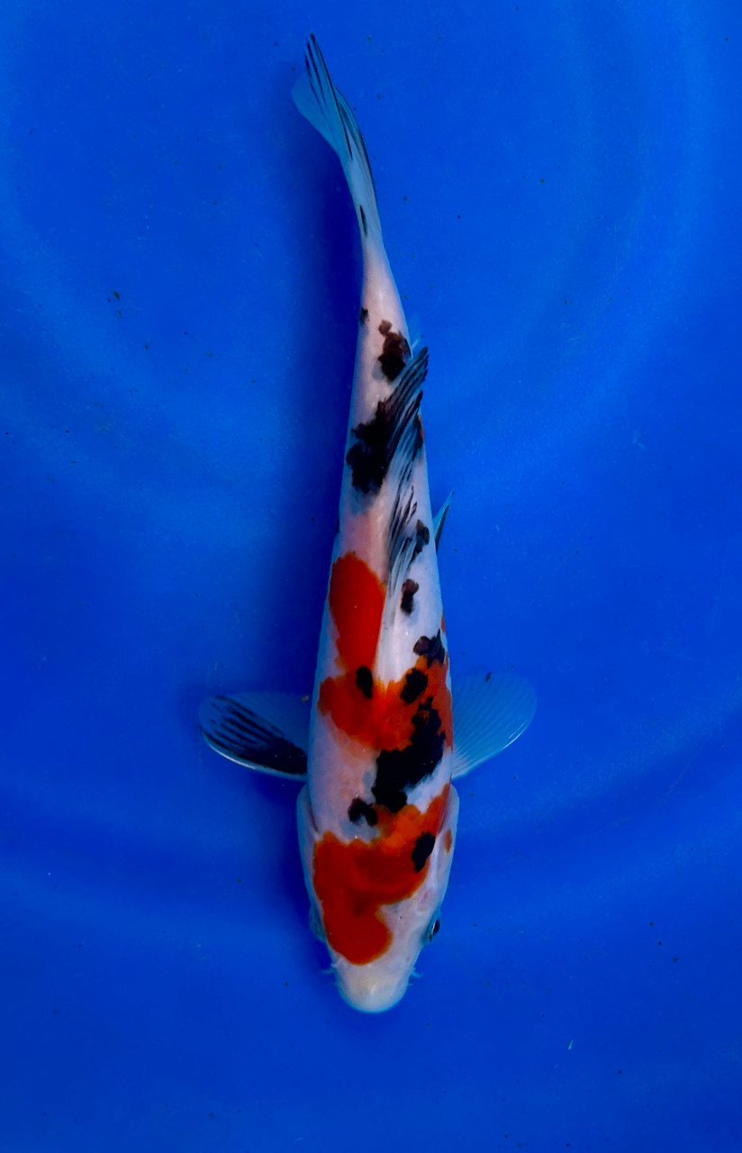 This 23cm Sanke from Ikarashi Toshinobu koi farm has a blend of all black white and red.