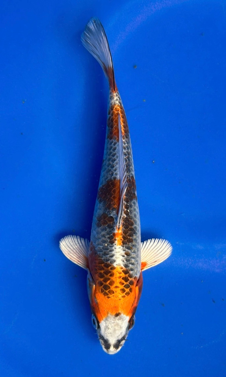 This 20cm Kujaku from Marusei Koi has a stunning metallic pattern.