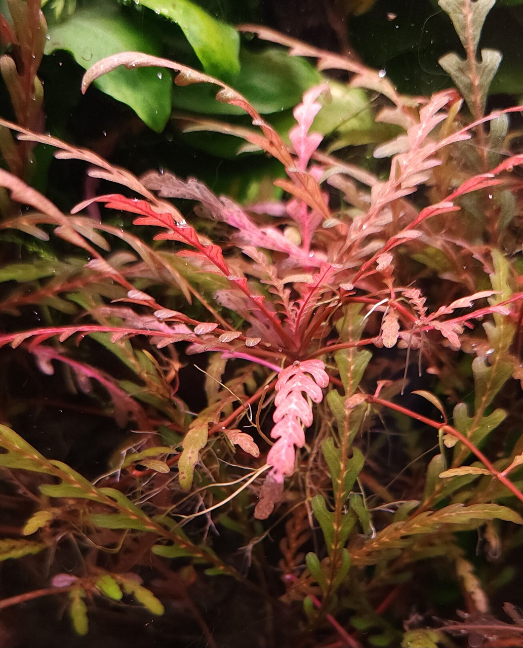 Hygrophila pinnatifida