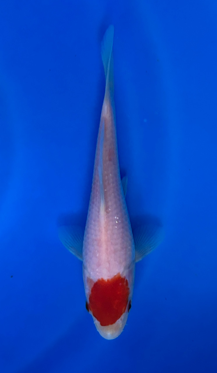 This 15cm Tancho Kohaku from Maruhiro farm has a stunning tancho spot on its head.
