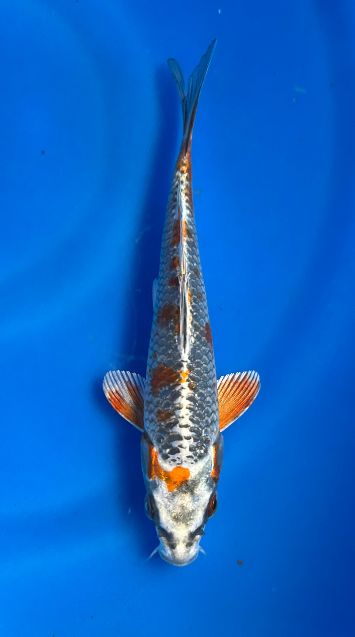 This 18cm Beni Ginga from Maruhiro Koi farm has metallic beni and silver scales.
