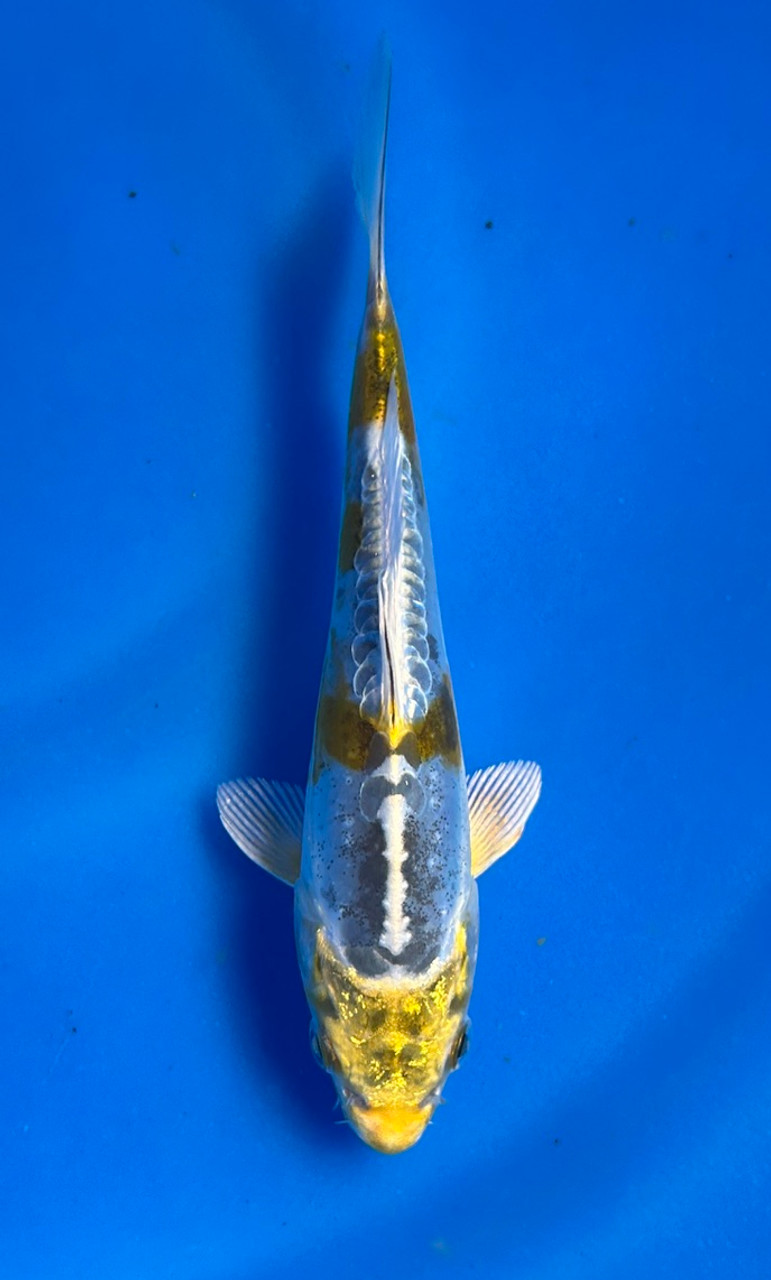 This 14cm Doitsu Kogane Ochiba has a yellow and silver scaleless pattern. This 14cm Doitsu Kogane Ochiba has a yellow and silver scaleless pattern.
