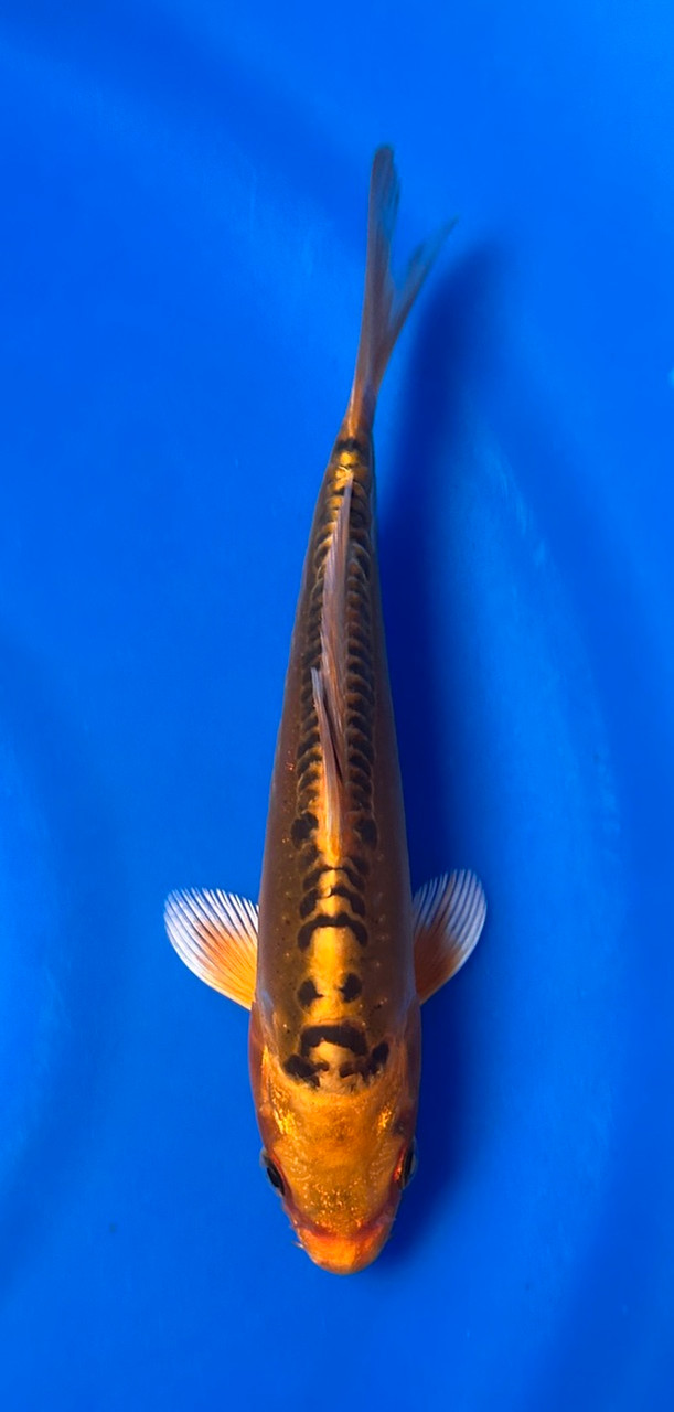 This 15cm Mizu Ogon from Maruhiro Koi farm has aragoke like scales and a beni pattern.