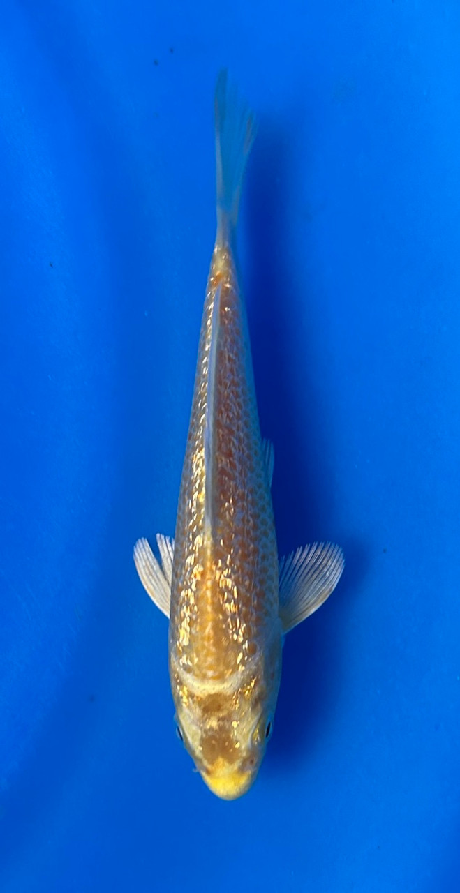 This 15cm Ginrin Yamabuki from Maruhiro Koi farm has a ki shinning pattern.