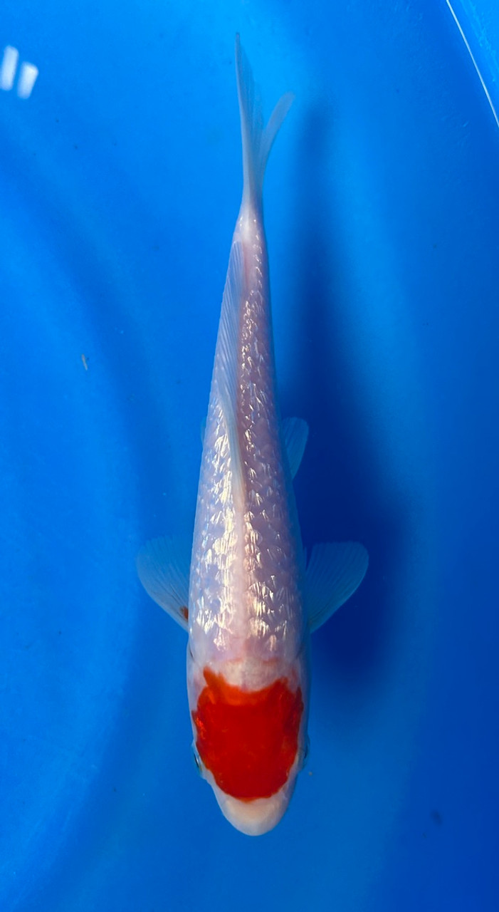 This 18cm Ginrin Tancho Kohaku from Maruhiro Koi farm has shinning scales with a beni spot on its head.