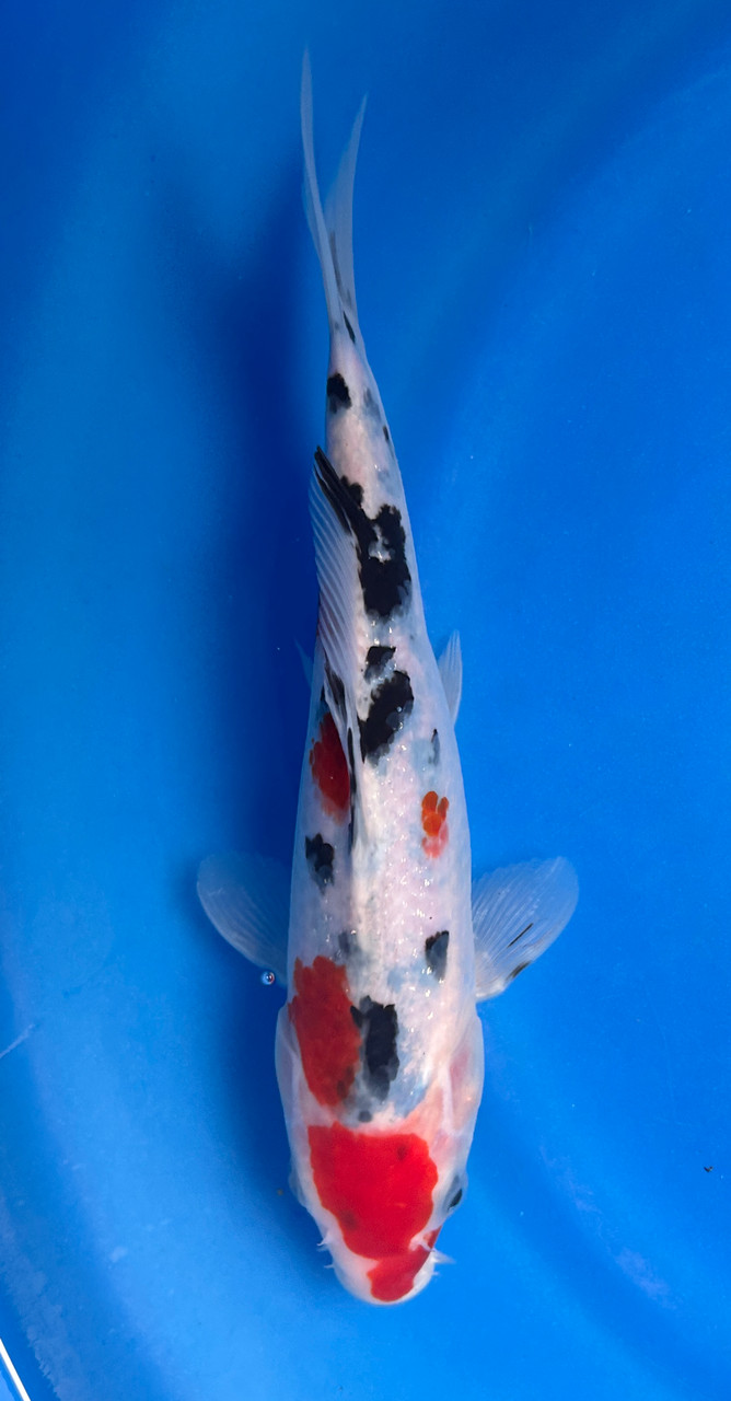 This 23cm Sanke from Marusei Koi farm has a stunning mix pattern.