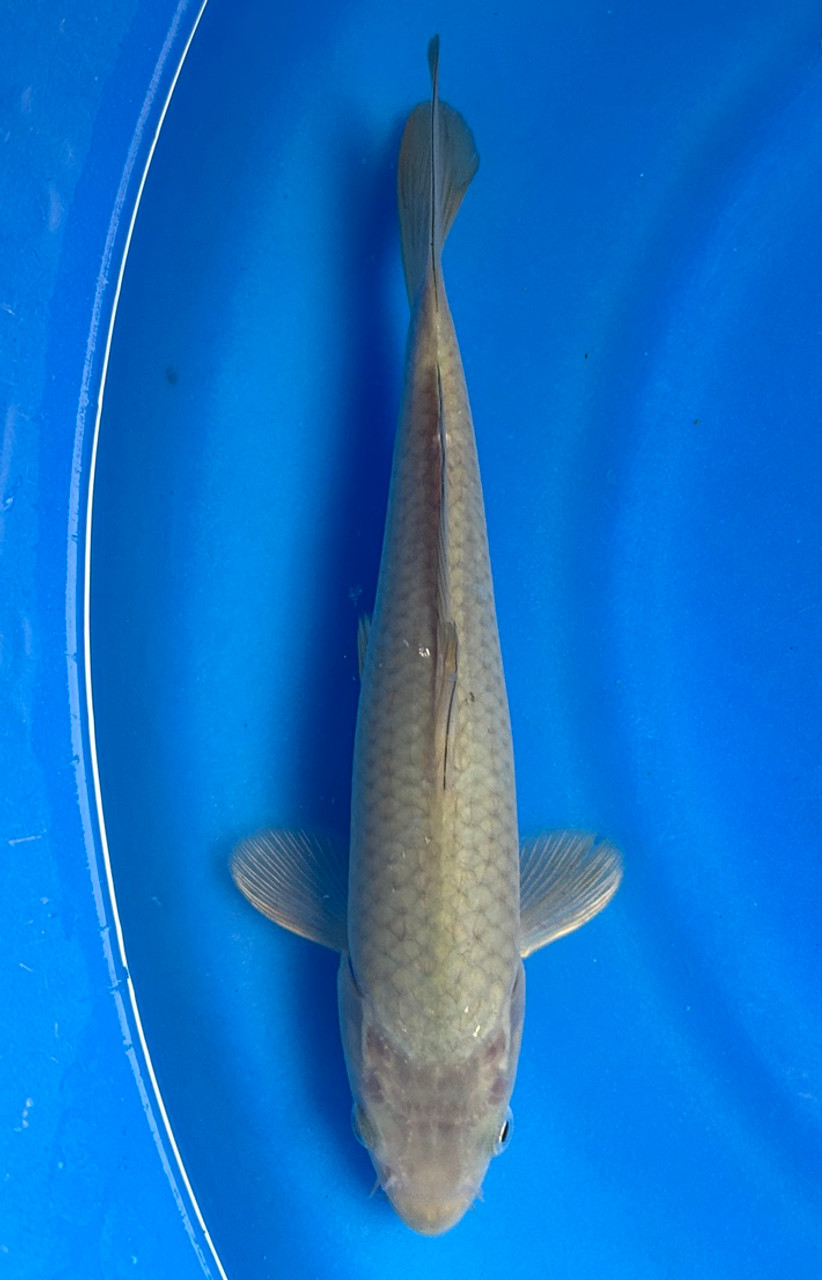 This 20cm Chagoi from Marusei Koi farm has a brownish color pattern