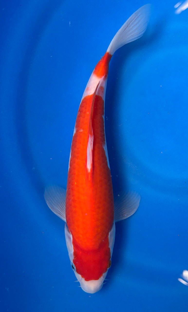 This 25cm Kohaku from Marusei Koi farm has a stunning beni and shiro pattern.