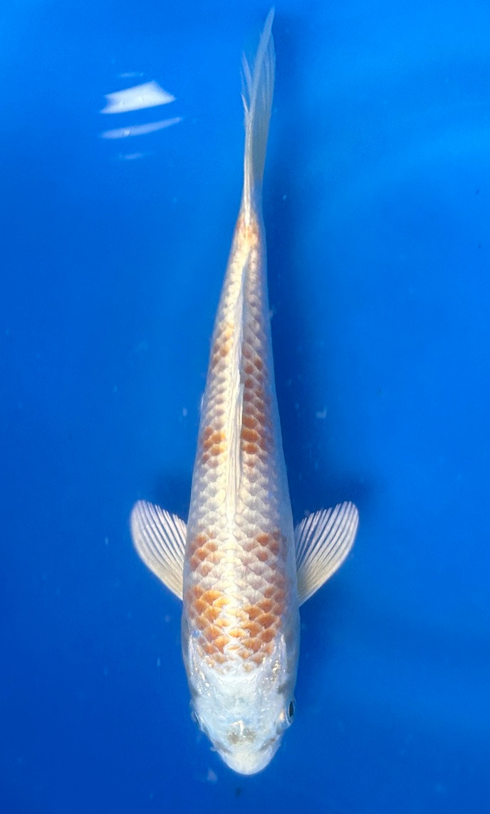 This is 19cm Lemon Hariwake from Marusei Koi farm has a stunning ki and shiro metallic pattern.