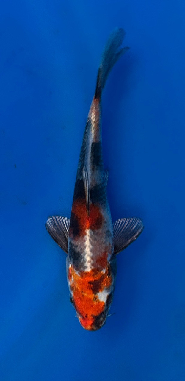 This 15cm Kin Showa from Kanno Koi farm has a unique metallic pattern.