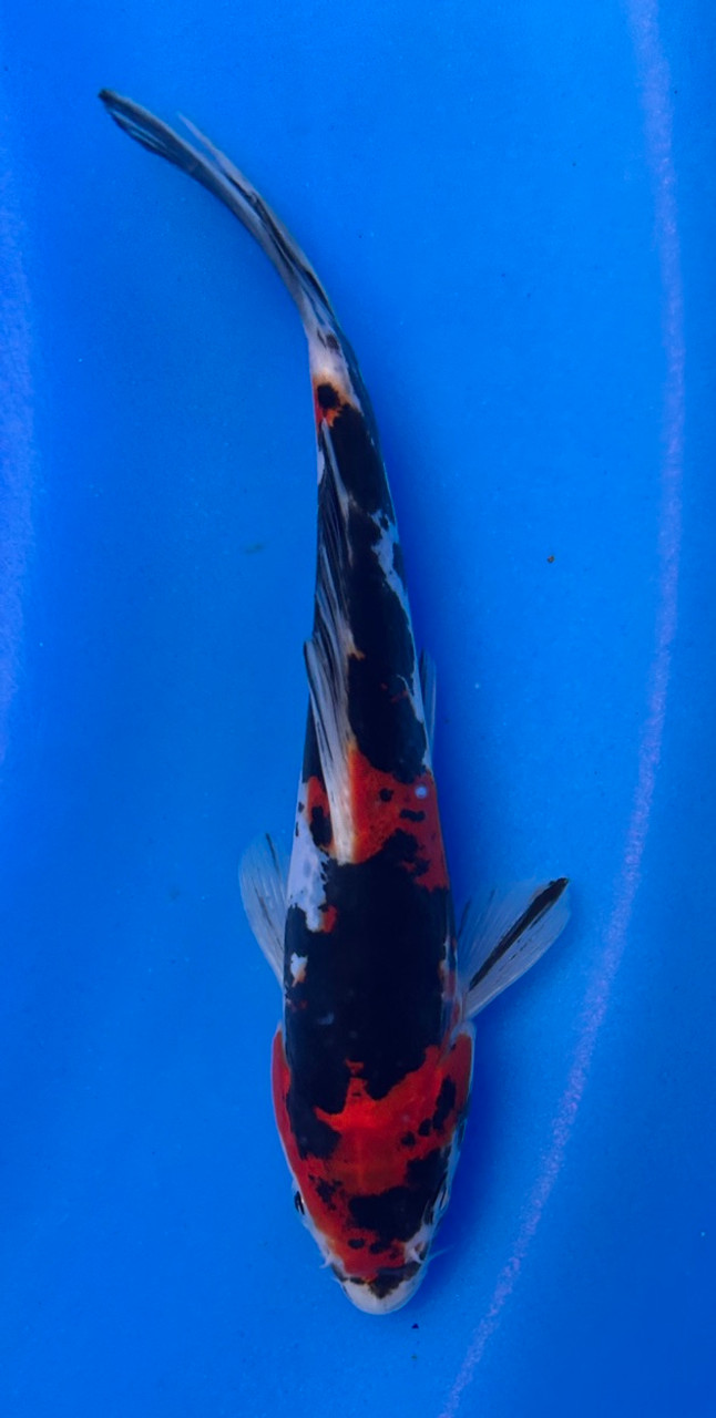 This 18cm Doitsu Showa from Konna Koi farm has a stunning mix of a red, white, and black pattern.