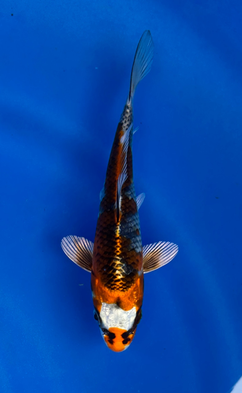 This 18cm Kujaku from Ikarashi Toshinobu Koi farm has a metallic red and white pattern.