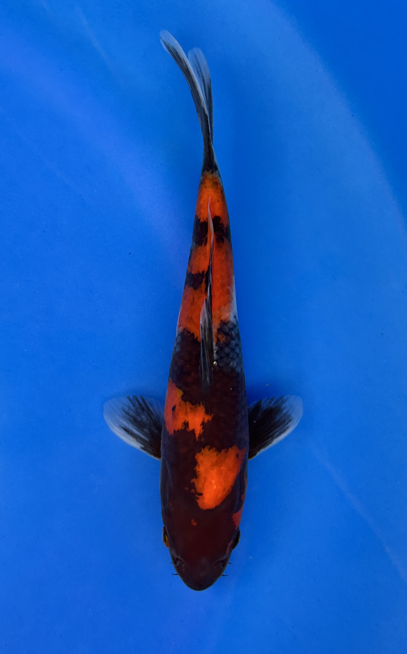This 23cm Showa from Marusei Koi farm has a vibrant mix pattern of white, red, and black pattern.