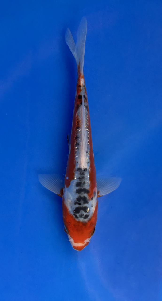 This 19cm Shusui from Maruhiro Koi farm has a beni and blueish shiro mix.