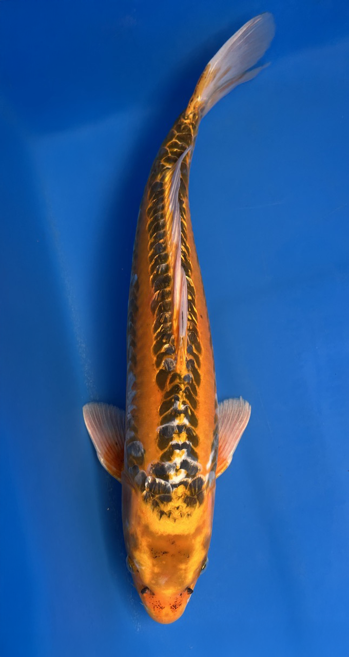 This 46cm Yellow Dragon from Ikarashi Toshinobu Koi farm has a stunning yellow and white body.