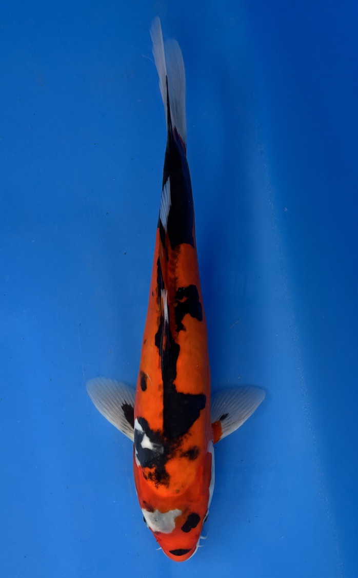 This 32cm Doitsu Showa from Aokiya Koi farm has a stunning mix colors of red, white , and black.