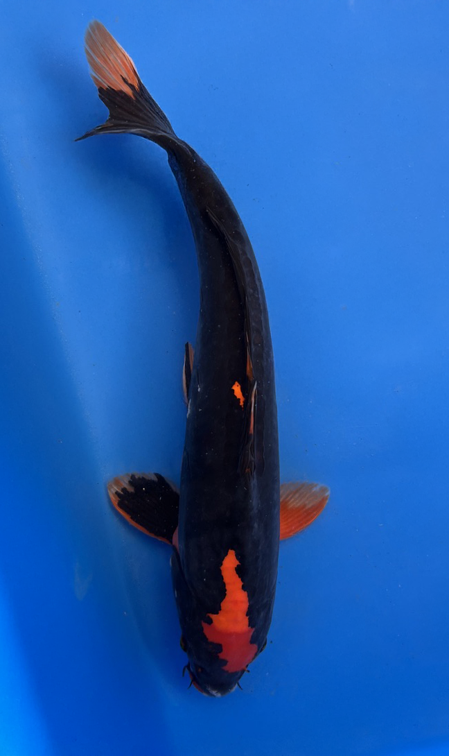 This 40cm Karasugoi from Aokiya Koi farm has a stunning all black body with hints of red or white showing.