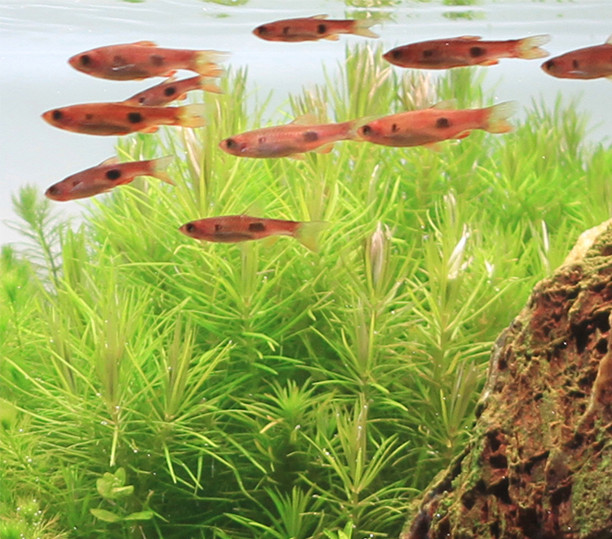 Pogostemon erectus 1-2-Grow!