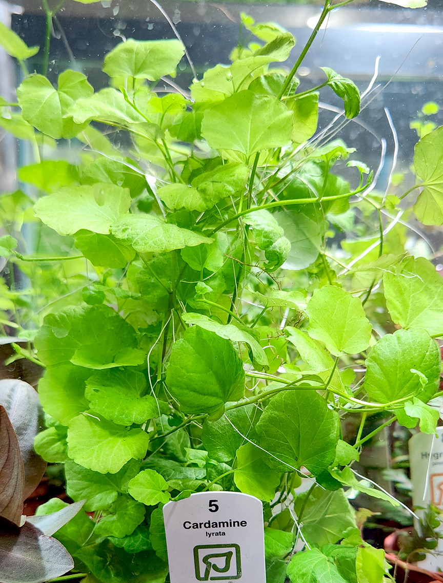 Cardamine lyrata potted (Tropica)