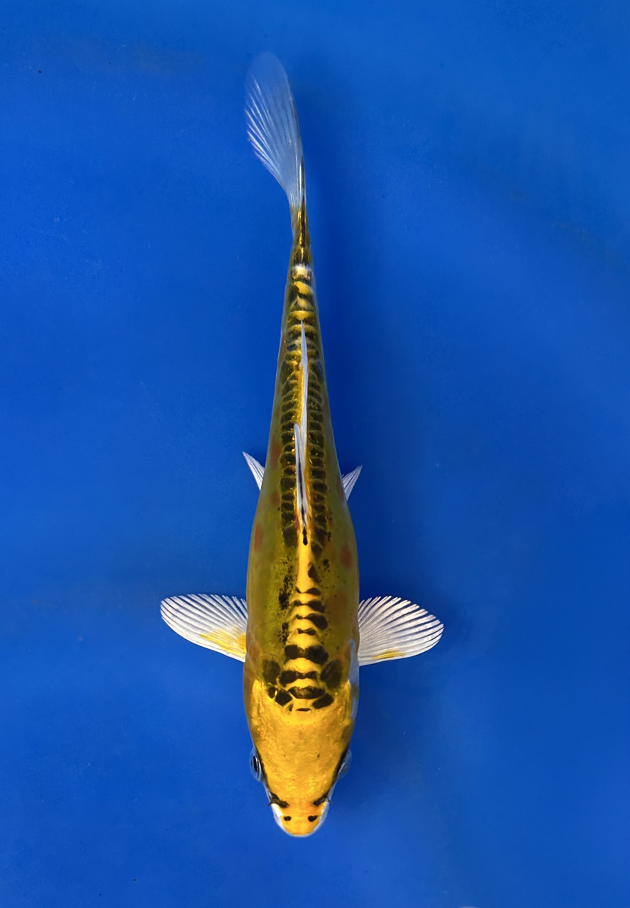 This 17cm Yellow Dragon from Aokiya Koi farm has a stunning yellow body with black scales on its back.