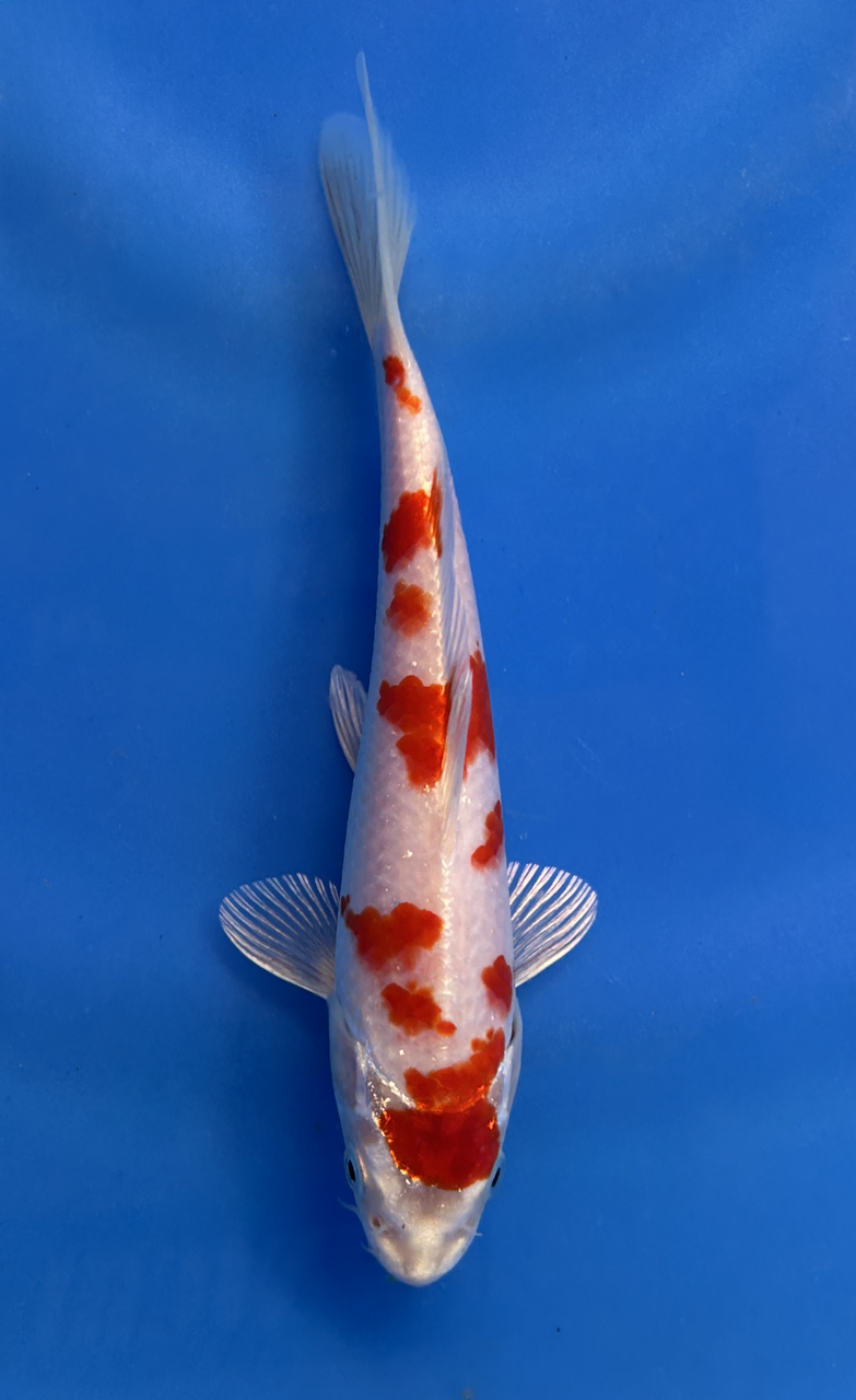 This 18cm Kikusui from Aokiya Koi farm has a red and white metallic pattern.