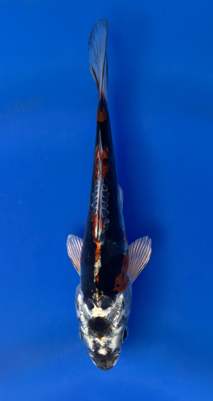 This 15cm Beni Kikokuryu from Marusaka fish farm has stunning metallic red and black markings. This 15cm Beni Kikokuryu from Marusaka fish farm has stunning metallic red and black markings.