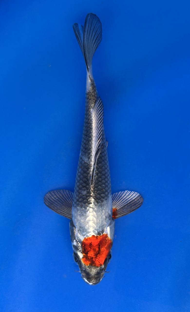 This 17cm Kin Showa from Marusaka Koi farm has a stunning metallic mix pattern with white, black, and red.