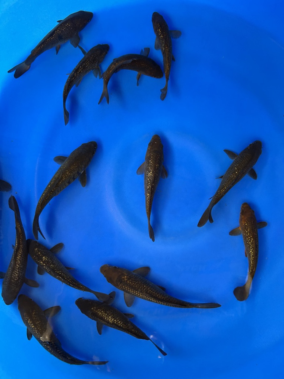 5-6" Japanese Imported Ginrin Chagoi Pack