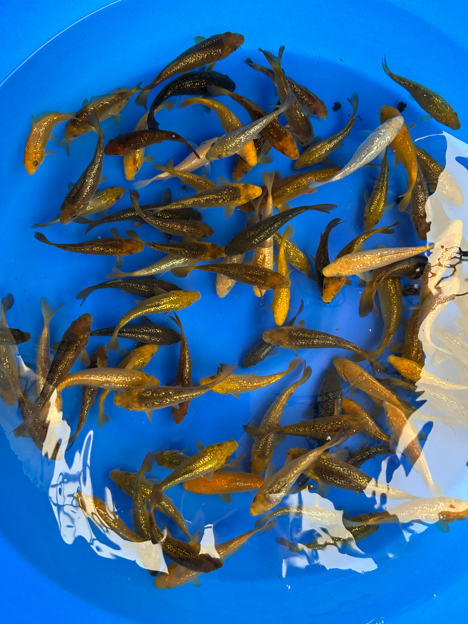 5-6" Japanese Imported Ginrin Chagoi Pack