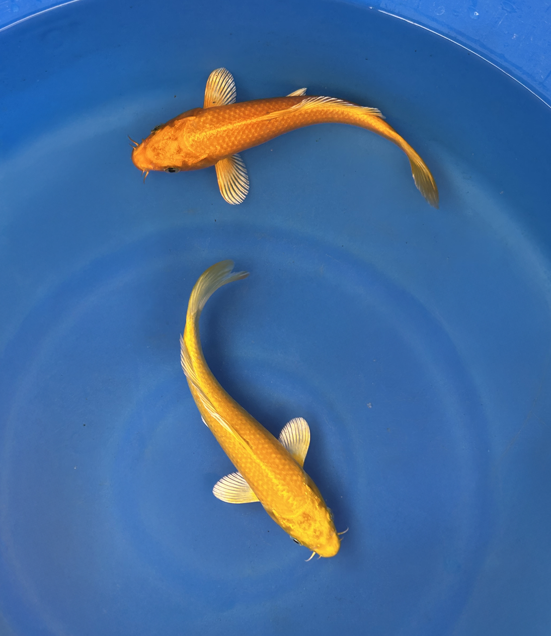 This Yamabuki and Orengi Ogon from Marusei Koi farm has a stunning yellow and orange body with hints of white on its fins. This Yamabuki and Orengi Ogon from Marusei Koi farm has a stunning yellow and orange body with hints of white on its fins.