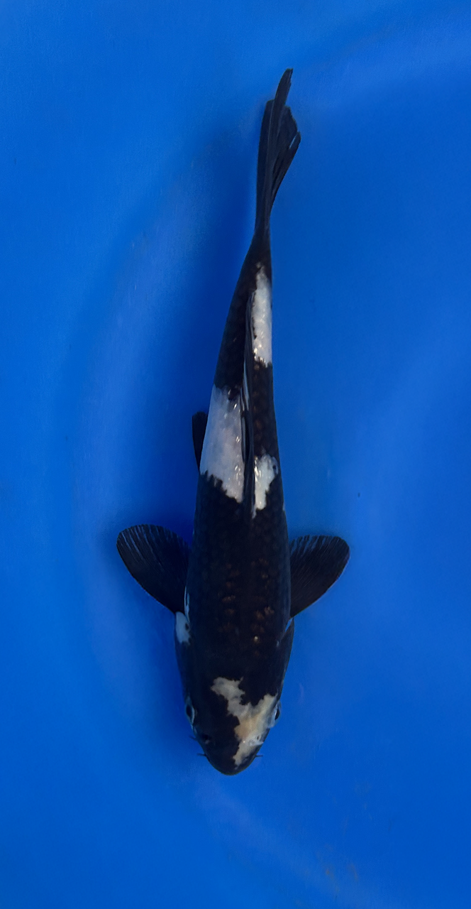 This 20cm Shiro Utsuri from Omosako Koi farm has a stunning white (Shiro) body with black (Sumi) markings.