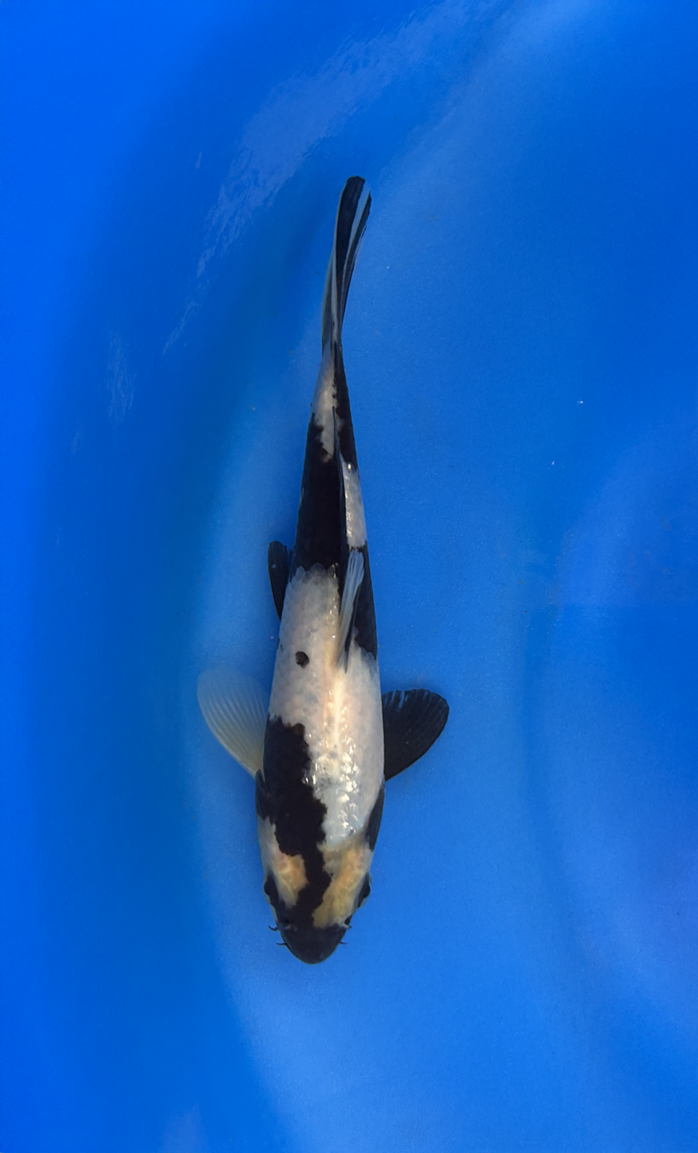This 19cm Shiro Utsuri from Omosako Koi farm has a stunning white (Shiro) body with black (Sumi) markings.