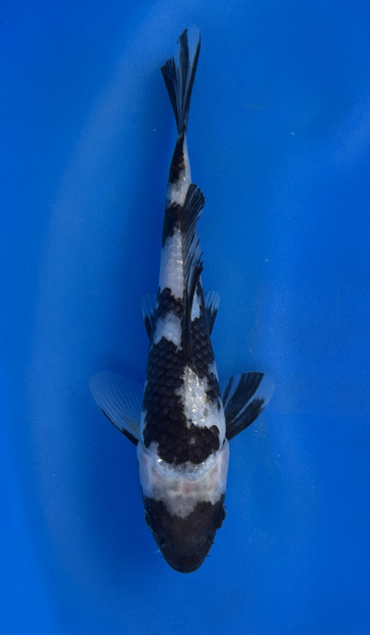 This 20cm Shiro Utsuri from Omosako Koi farm has a stunning white (Shiro) body with black (Sumi) markings.