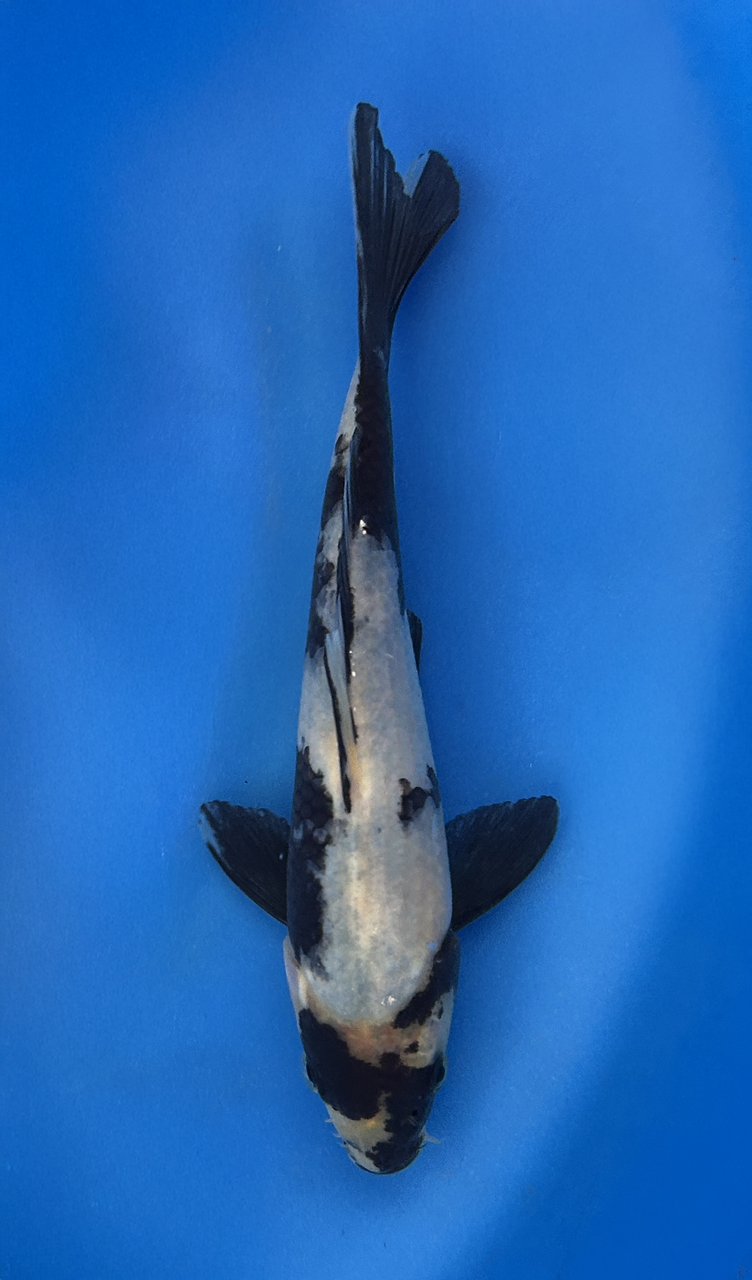 This 19cm Shiro Utsuri from Omosako Koi farm has a stunning white (Shiro) body with black (Sumi) markings.