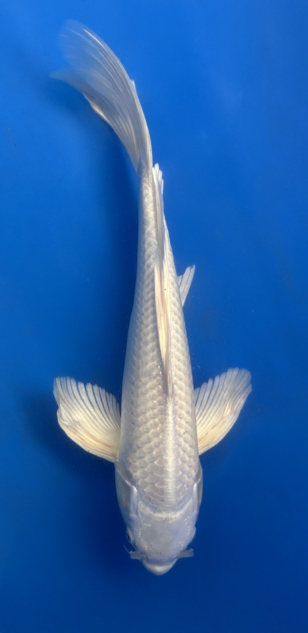 This 35cm Platinum Ogon Butterfly from Yamasan stunning all white longfin koi.