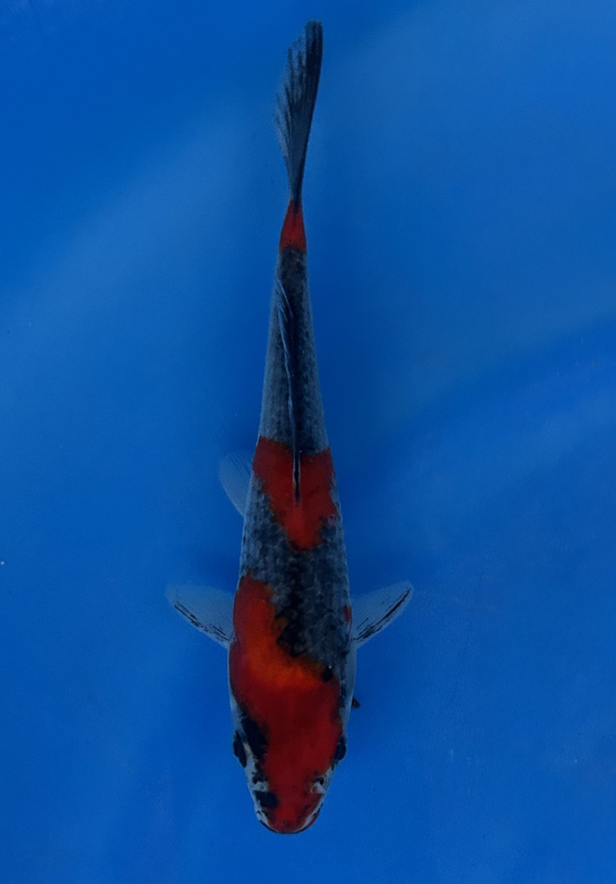 This Goshiki from Kanno Koi farm has a stunning red and black/grey pattern.