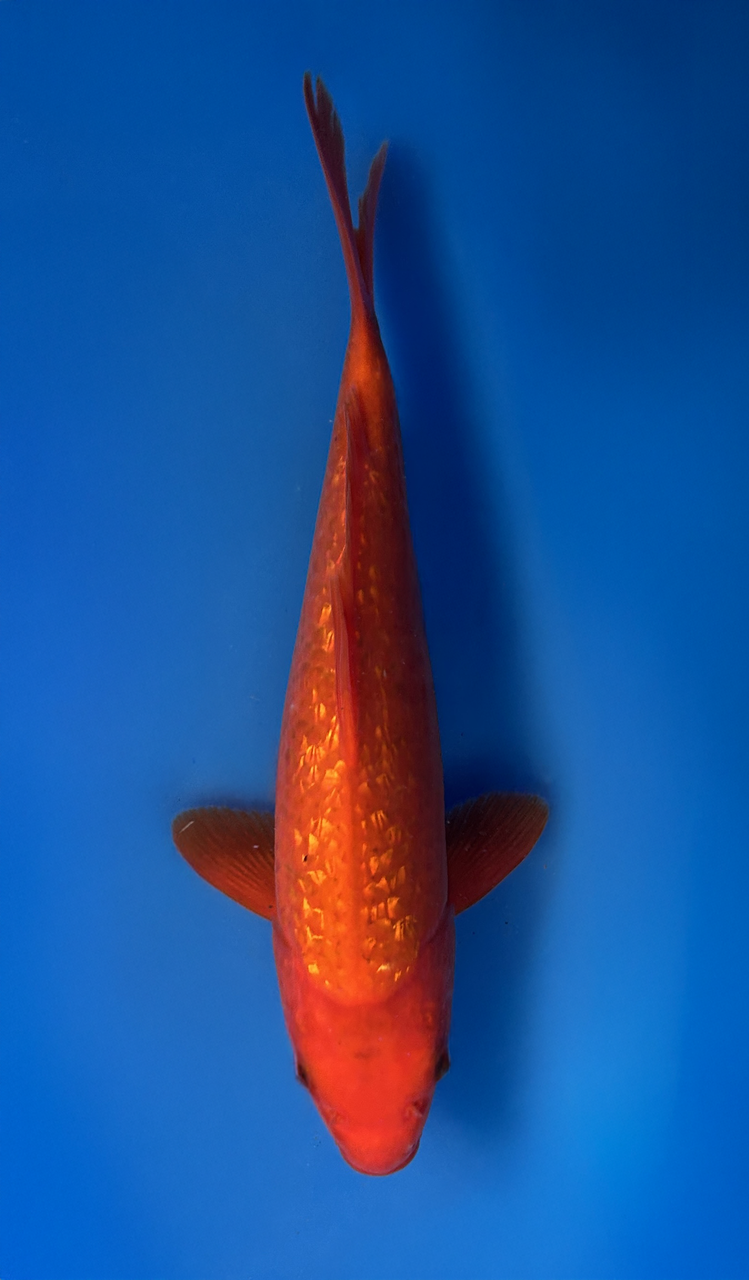 This 26cm Ginrin Benigoi koi from Aokiya Koi Farm has a vibrant red body with sparkling ginrin scales and subtle metallic highlights that shimmer with movement, creating a dynamic and eye-catching appearance.