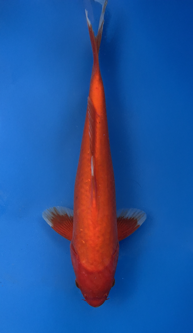 A 28cm Benigoi koi from Aokiya Koi Farm with a vibrant solid red body, smooth metallic scales, and a sleek, elegant shape that creates a bold and eye-catching presence in any pond.