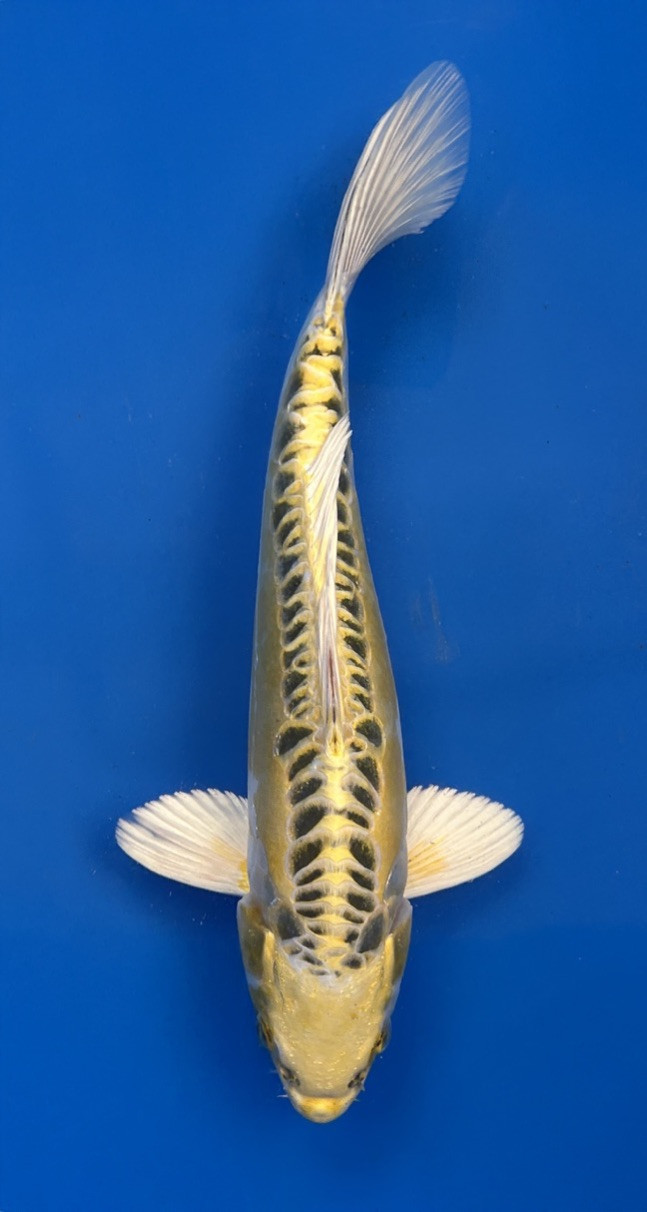 A 28cm Yellow Dragon koi from Aokiya Koi Farm with a bright golden-yellow body, smooth metallic scales, and a sleek, elegant shape that creates a vibrant and eye-catching presence in any pond.