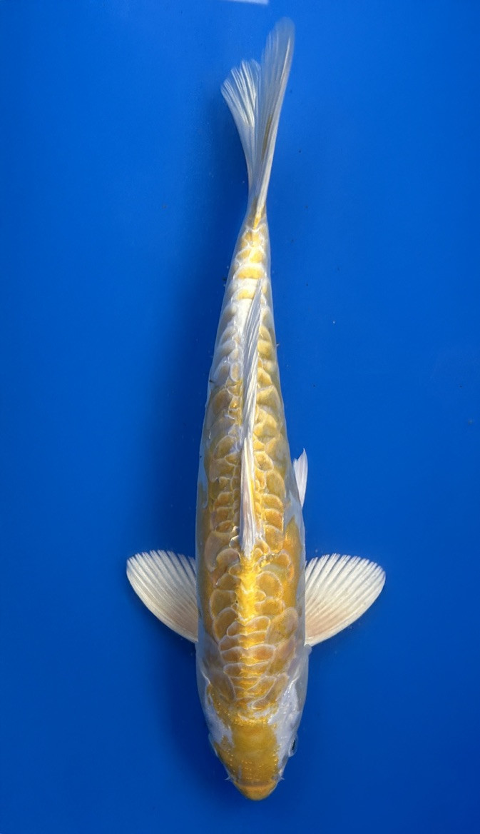 A 30cm Yellow Dragon koi from Aokiya Koi Farm with a bright golden-yellow body, smooth metallic scales, and a sleek, elegant shape that creates a vibrant and eye-catching presence in any pond.