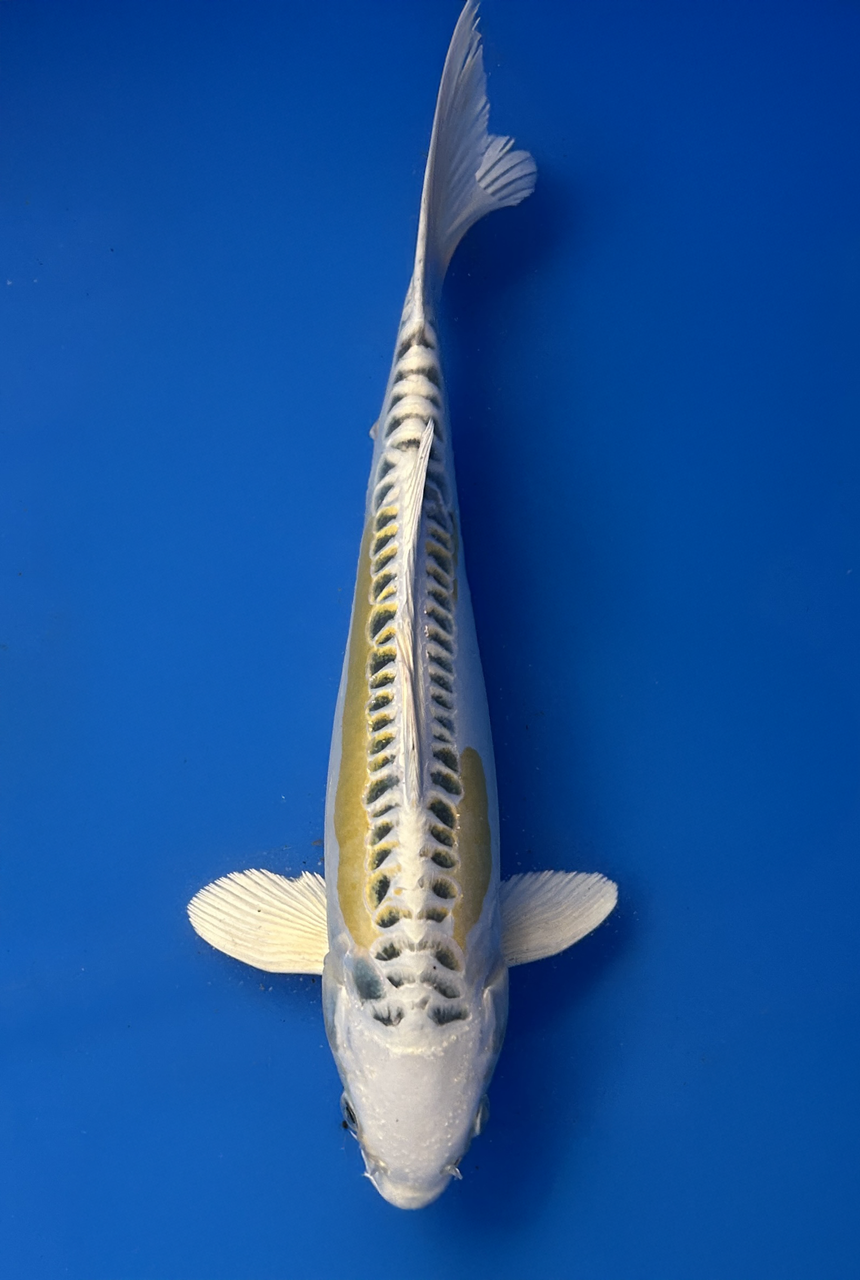 A 29cm Yellow Dragon koi from Aokiya Koi Farm with a bright golden-yellow body, smooth metallic scales, and a sleek, elegant shape that creates a vibrant and eye-catching presence in any pond.