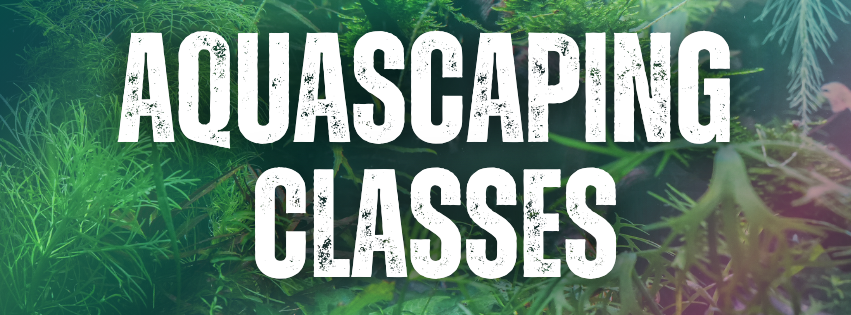 Aquascaping 101 text on a background of aquatic plants