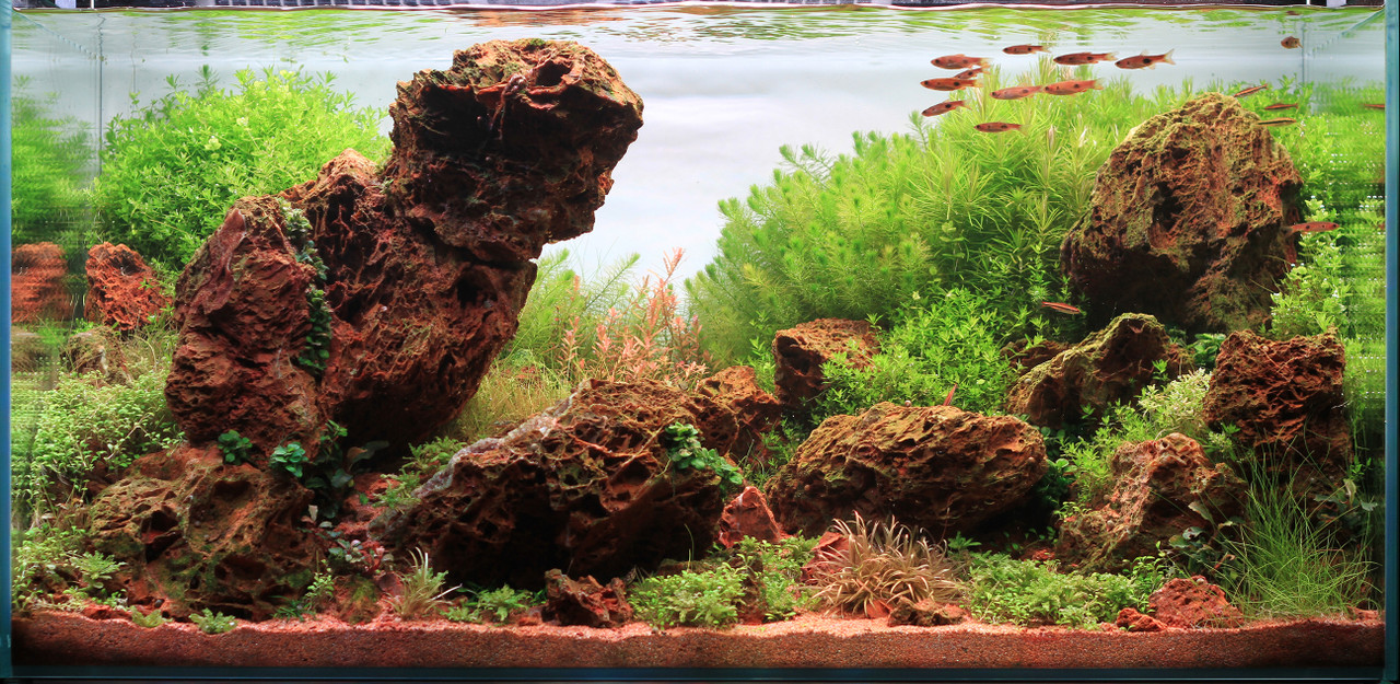 Aquascaping 101 text on a background of aquatic plants