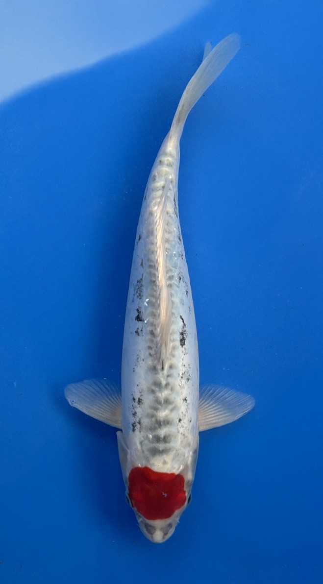 A 30cm Doitsu Tancho Goshiki koi from Aokiya Koi Farm featuring a clean white base with soft blue-gray reticulation, a single bold crimson Tancho marking centered on the head, and smooth scaleless skin that highlights its refined pattern and elegant, eye-catching presence in any pond.