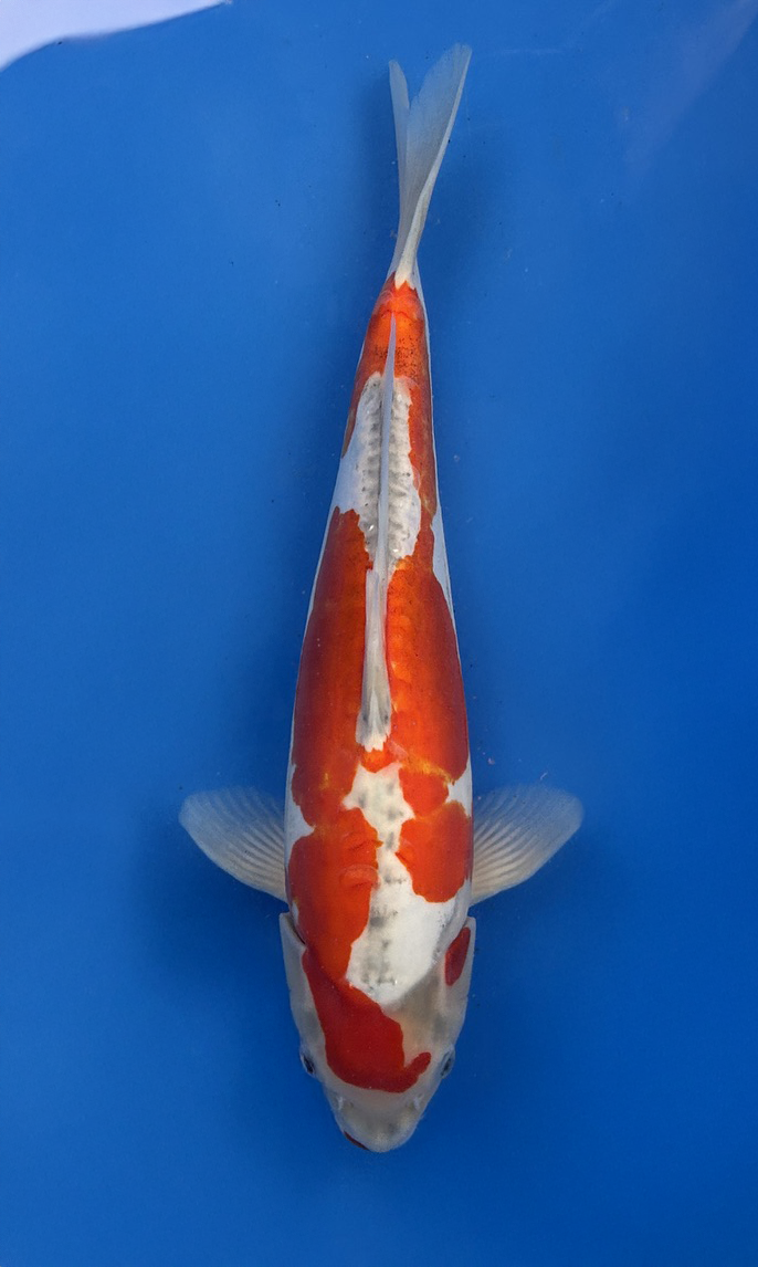 A 30cm Doitsu Goshiki koi from Aokiya Koi Farm featuring a clean white base with deep blue-gray reticulation, rich red patterning, and smooth scaleless skin, complemented by a strong, elegant body shape that creates a striking and refined presence in any pond.
