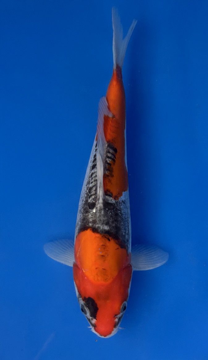 A 30cm Doitsu Goshiki koi from Aokiya Koi Farm featuring a clean white base with deep blue-gray reticulation, rich red patterning, and smooth scaleless skin, complemented by a strong, elegant body shape that creates a striking and refined presence in any pond.