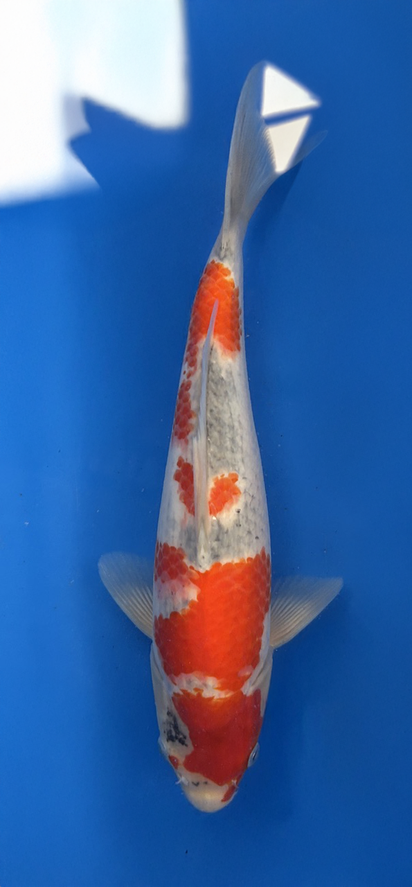 A 29cm Goshiki koi from Aokiya Koi Farm featuring a clean white base with deep blue-gray reticulation and rich red patterning, balanced across a strong, well-proportioned body that creates a bold yet elegant presence in any pond.