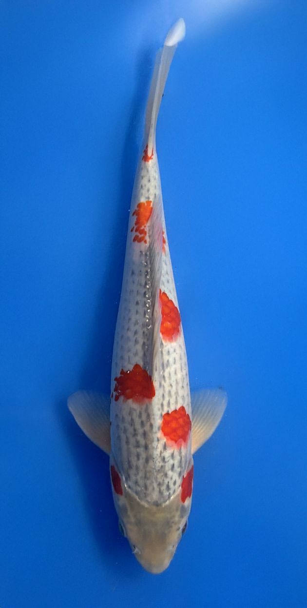 A 29cm Goshiki koi from Aokiya Koi Farm featuring a clean white base with deep blue-gray reticulation and rich red patterning, balanced across a strong, well-proportioned body that creates a bold yet elegant presence in any pond.