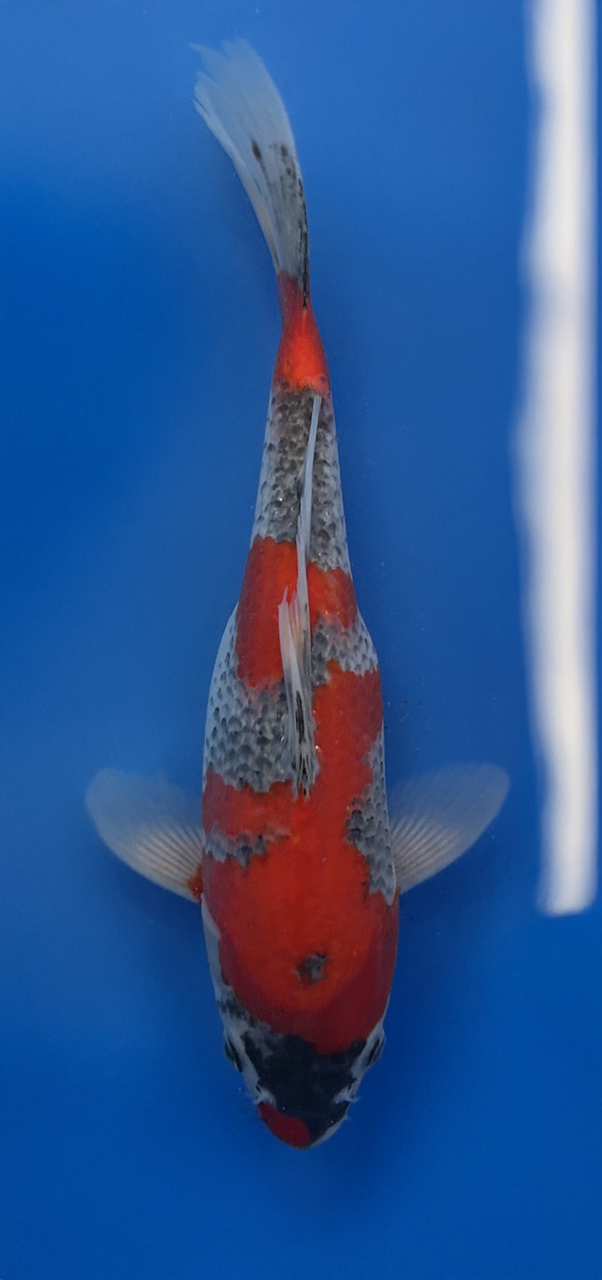A 27cm Goshiki koi from Aokiya Koi Farm featuring a clean white base with deep blue-gray reticulation and rich red patterning, balanced across a strong, well-proportioned body that creates a bold yet elegant presence in any pond.